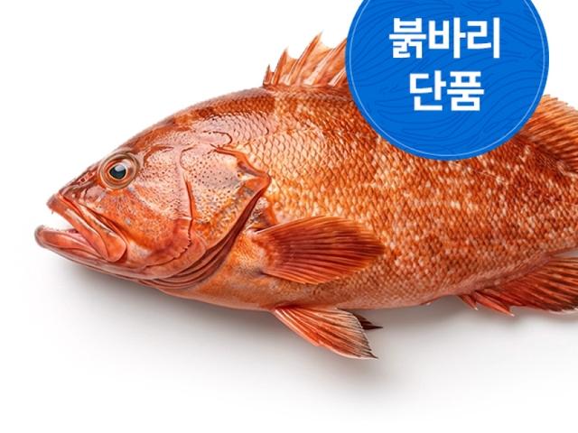 붉바리 단품회
