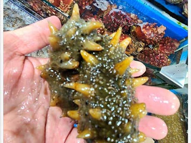 바다의 기운 가득 해삼