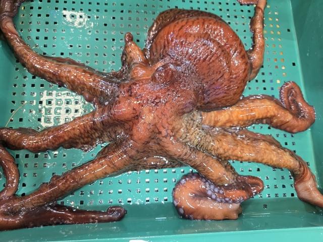 피문어