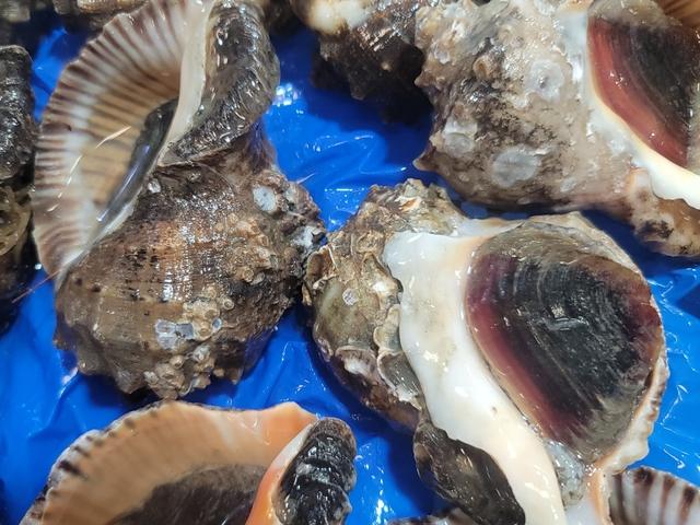 참소라 1kg