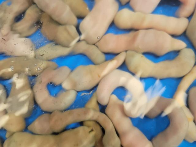 개불 2마리