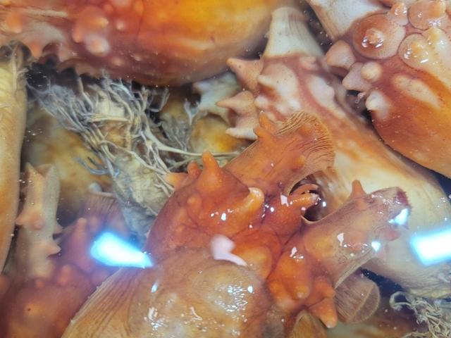 양식 멍게 1Kg