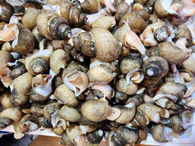 골뱅이 1kg