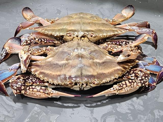 꽃게
