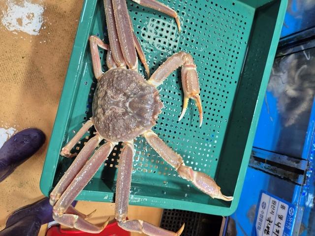 대게 1kg