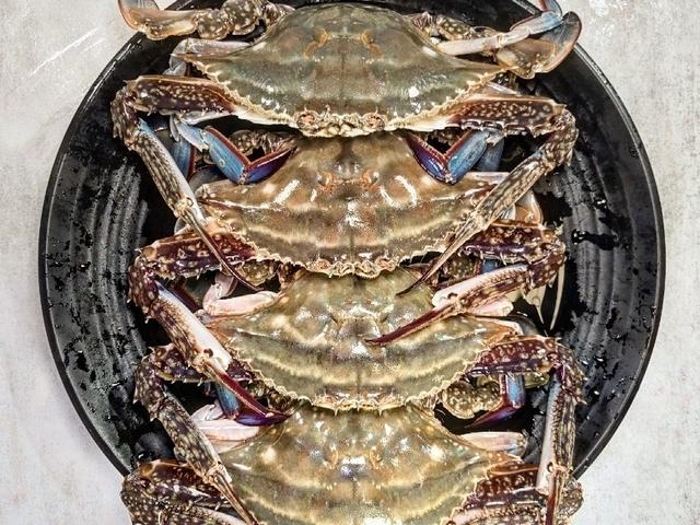 활꽃게