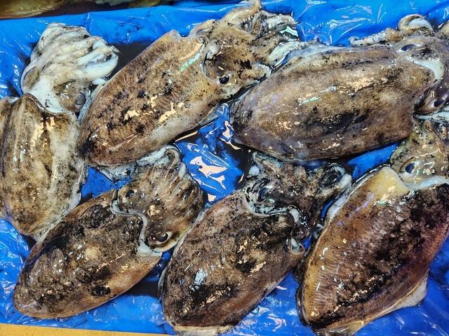 갑오징어 1미